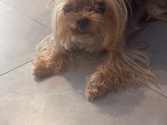 -伟伟宠物医院·CT影像中心·瑞派犬猫综合性门诊(汉口总院)