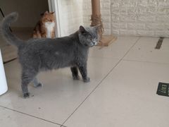 -平行世界·猫咖(首经贸店)