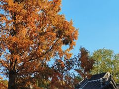 -泰州凤城河风景区-泰山公园
