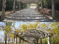 -上海海湾国家森林公园