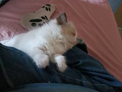 -宠颐生·恒爱宠物医院(静海店)