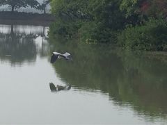 -大湾区中央湿地公园