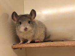 -龙猫仔乐园(惠福东路店)