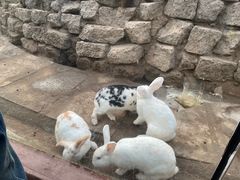 -呀路古热带植物园