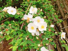 -硗碛藏寨·神木垒景区