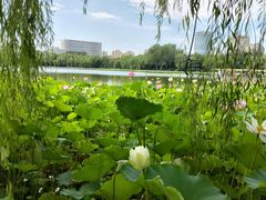 -莲花池公园