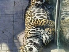 -西霞口神雕山野生动物世界