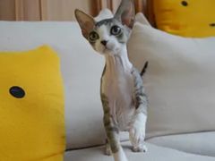 -山宅一喵德文卷毛猫舍