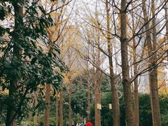 -陆家嘴中心绿地