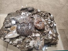 -天津自然博物馆