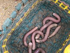 -北海金海湾红树林生态旅游区