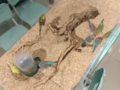 -怪兽屋·羊驼·猫咖·狗咖(俊华广场店)