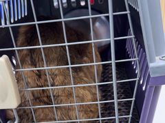 -芭比堂动物医院(广州爱宠下渡路分院)