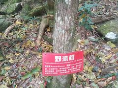 -江西阳明山国家森林公园