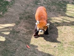 -栾川竹海野生动物园