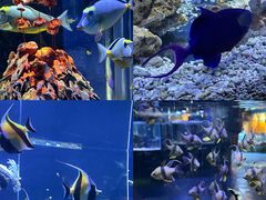 -海合安天津极地海洋公园