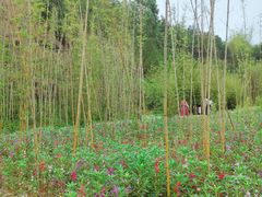 -神光山国家森林公园