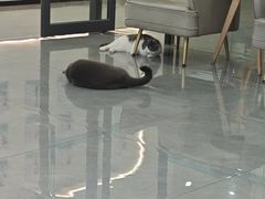 -贝利宠物医院·骨科·眼科·肿瘤转诊中心(南坪诊疗中心)