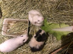 -藦茜花园宠物主题亲子互动体验馆(国顺东路店)