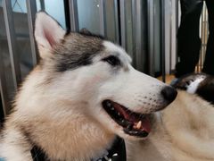 -Husky Go! 哈士奇体验馆·宠物咖啡厅狗咖
