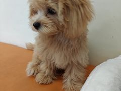 -爱妮康宠物医院·干细胞免疫细胞·肿瘤·心脏(张江店)