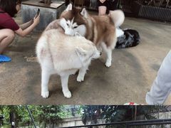 -TrueLove @ Neverland (Husky Cafe)