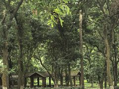 -张坝桂圆林公园