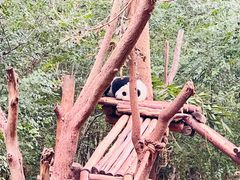 -成都大熊猫繁育研究基地