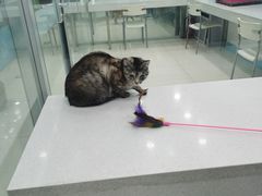 -乖乖乐动物医院(小汤山分院)