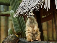 -深圳野生动物园