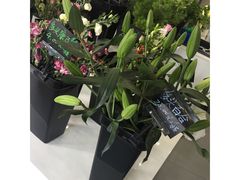 -Butchart布查德鲜花(花艺设计中心)