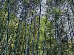 -石台牯牛降景区