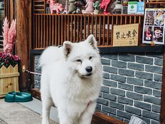 -猫的天空之城概念书店(丽江古城饮玉巷店)