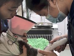 -瑞派紫金宠物医院24小时·骨科·中兽医·重症转诊中心(番禺大石院)