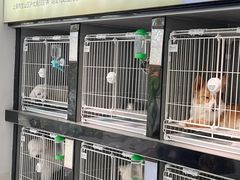 -翊宠yipet猫狗购宠庄园犬舍•猫舍