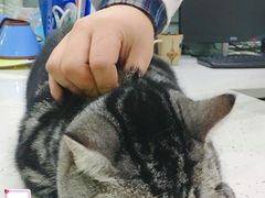 -贝利宠物医院·骨科·眼科·肿瘤转诊中心(南坪诊疗中心)