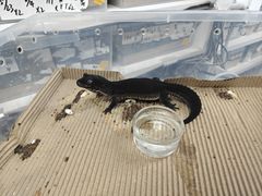 -酷以爬仙阁实体爬宠店·守宫·蜥蜴·专业繁育