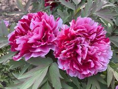 -莲花池公园