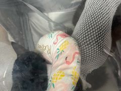 -瑞派宠物医院·24h·骨外科·皮肤科·全科宠物医疗转诊中心(沈阳浑南院)