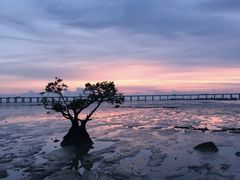 -宝安西湾红树林湿地公园