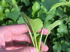 -兰陵国家农业公园