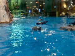 -帝企鹅自助餐厅•儿童岛•真企鹅(长隆企鹅酒店)