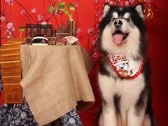 -超宠爱宠物摄影-Super pet