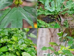 -广州神农草堂中医药博物馆