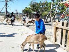 -鹿境梅花鹿生态园区