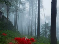 -莫干山风景区