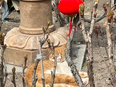 -龙华素斋(龙华路店)