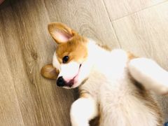 -浣熊柯尔鸭土拨鼠·电玩咖