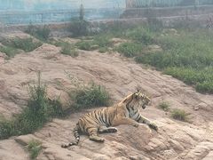 -西霞口神雕山野生动物世界