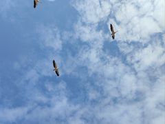 -深圳野生动物园